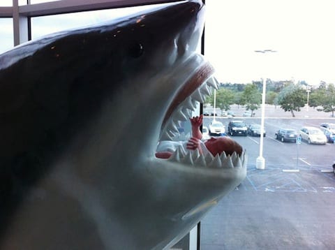 Photograph your baby in a Shark's Mouth